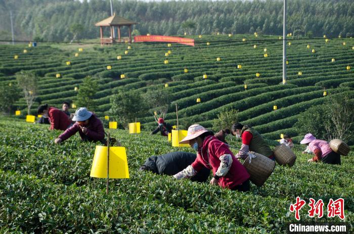 民眾在廣西靈山有機茶葉種植示范基地采茶。　翟李強 攝