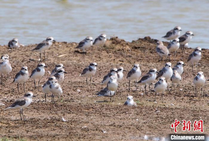 2023年海南越冬水鳥調(diào)查結(jié)果公布：黑臉琵鷺數(shù)量創(chuàng)新高