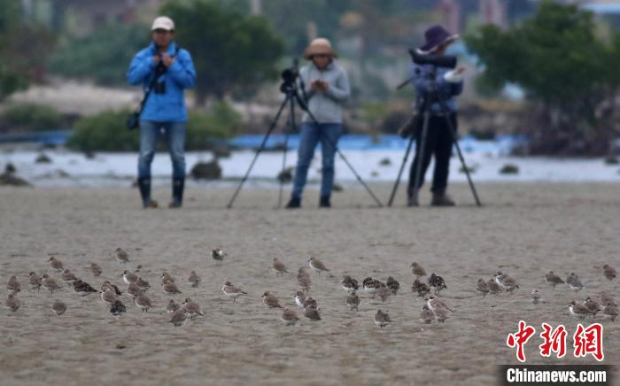 2023海南越冬水鳥調(diào)查?！≌{(diào)查隊(duì)供圖