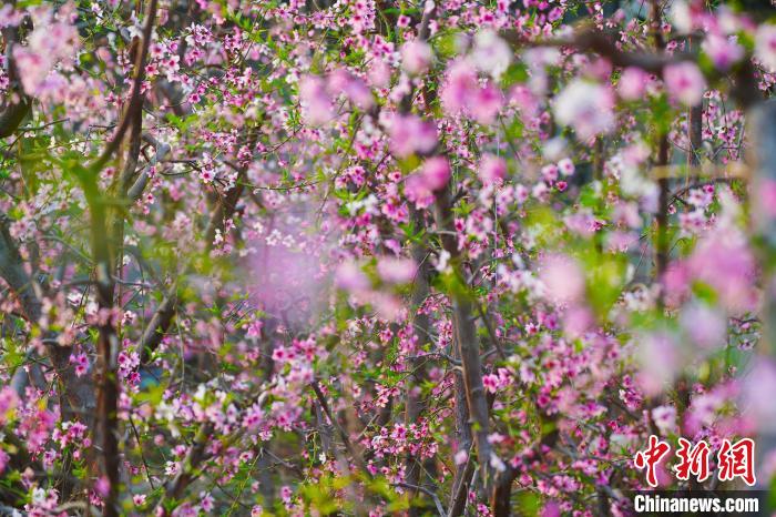 圖為盛開的桃花?！『鷩鴦P 攝