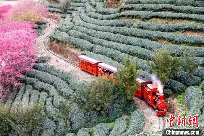 為增強(qiáng)游客體驗(yàn)，永福櫻花茶旅景區(qū)新增小火車等多種項(xiàng)目?！↓垘r市融媒體中心供圖