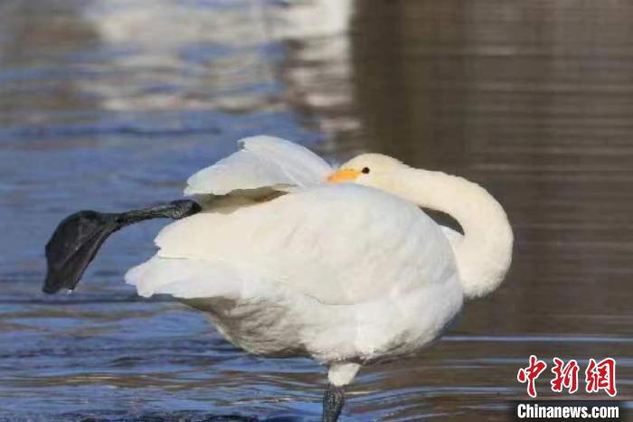 2月27日，30多只大天鵝飛臨北京市平谷區(qū)金海湖。它們?cè)诖喝张?yáng)下的湖水中息憩。　王龍躍 攝