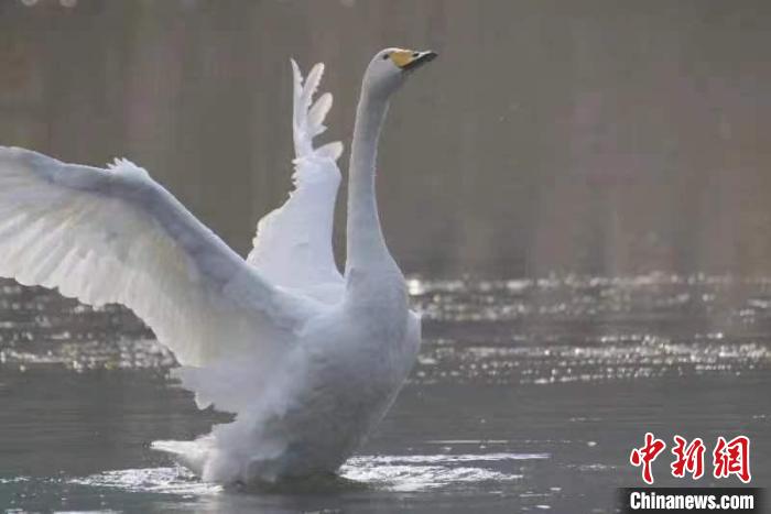 2月27日，30多只大天鵝飛臨北京市平谷區(qū)金海湖。它們?cè)诖喝张?yáng)下的湖水中息憩?！⊥觚堒S 攝