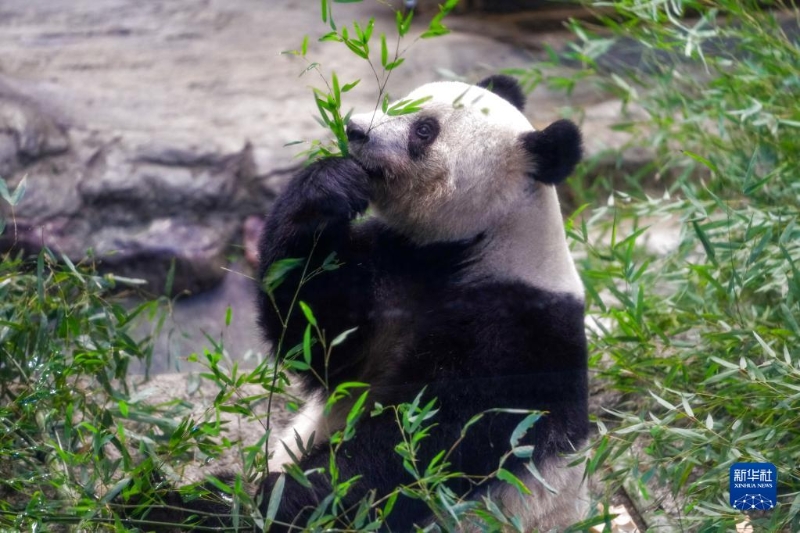 這是2月19日在日本東京上野動(dòng)物園拍攝的大熊貓“香香”。（圖源：新華社）