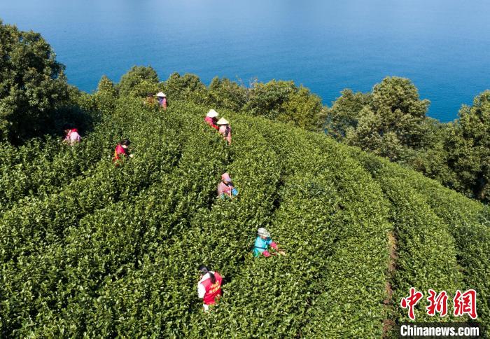 茶農(nóng)穿梭于茶樹間。　王建才 攝