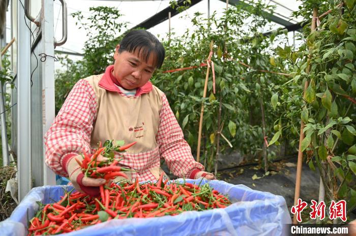 工作人員在賀州市八步區(qū)東融(供港)蔬菜基地采收辣椒?！∮峋?攝