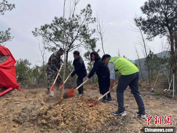 “樟臺青年林”植樹活動現(xiàn)場?！∮捞┛h委臺港澳辦 供圖