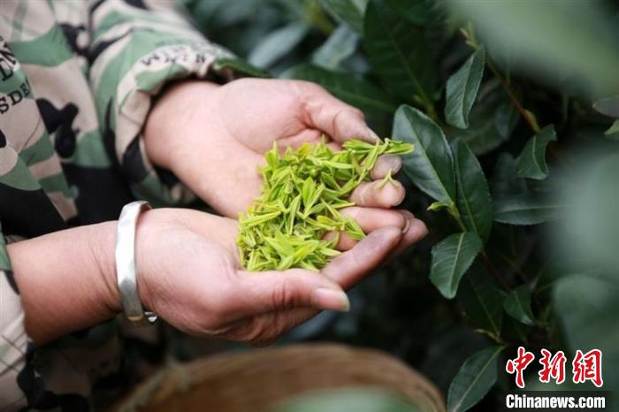 茶農(nóng)展示剛采摘的春茶 徐震 攝