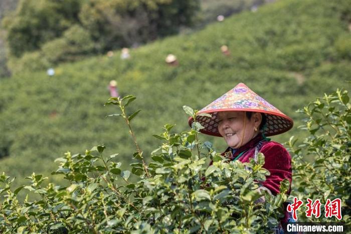 采茶工正在采茶 伊凡 攝