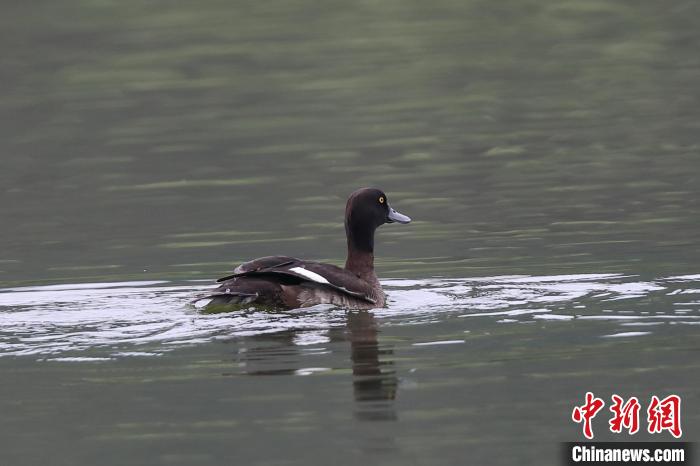 圖為鳳頭潛鴨在水中嬉戲?！⌒?攝