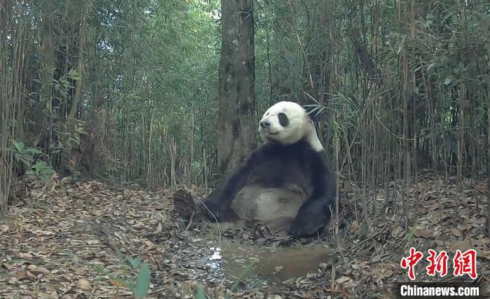 大熊貓國家公園四川滎經(jīng)片區(qū)現(xiàn)多種野生動物