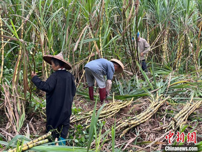 瓊海的農(nóng)戶正在收割甘蔗，準備送往鮮友的工廠?！÷访?攝