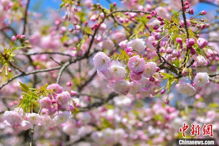 杖錫櫻花盛開一景?！堦粯?攝