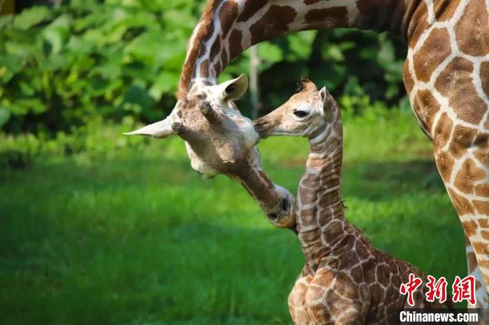 廣州動(dòng)物園長頸鹿館迎新成員出生身高達(dá)1.9米