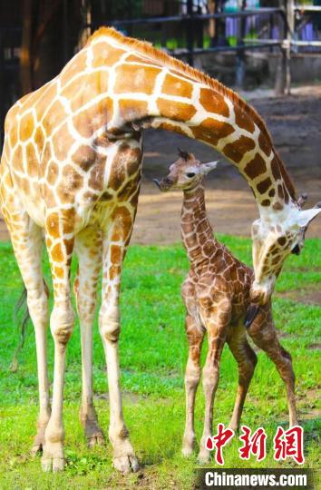 長頸鹿寶寶一出生身高就達(dá)1.9米 廣州動(dòng)物園 供圖