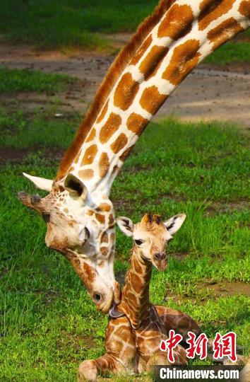 長頸鹿寶寶迎來“滿周” 廣州動(dòng)物園 供圖