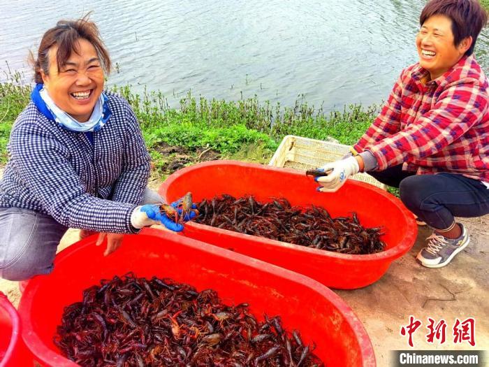 江蘇睢寧：“稻蝦種養(yǎng)循環(huán)”蹚出生態(tài)致富路