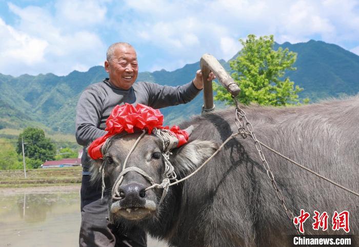 安徽旌德云上梯田開犁節(jié)：展現(xiàn)梯田風光聚焦農(nóng)耕文化