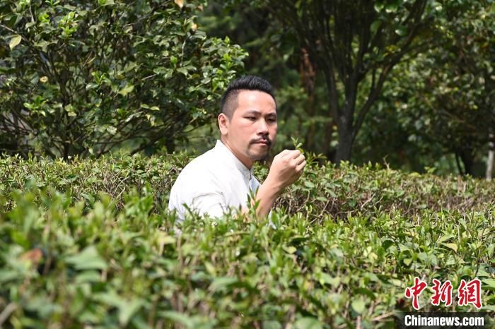 陳耘嘉查看茶葉生長情況。　張金川 攝