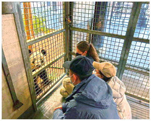 北京動物園工作人員和孟菲斯動物園工作人員一起同“丫丫”增進(jìn)熟悉度(4月11日攝)。