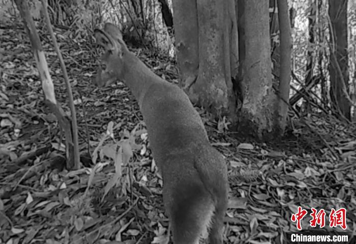 國家一級重點保護野生動物林麝首現(xiàn)四川敘永