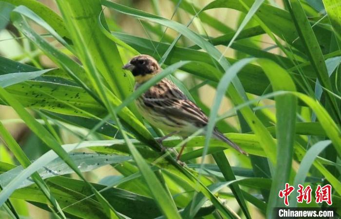 奧林匹克森林公園蘆葦群落中的黃胸鹀?！∪~元興 攝