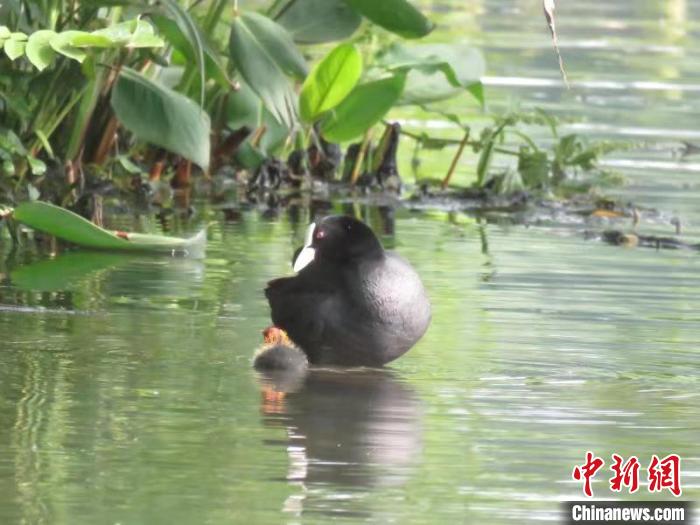 浙江西湖首次發(fā)現(xiàn)國家二級保護(hù)動物骨頂雞繁育