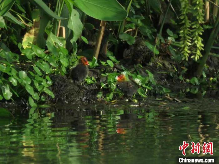 骨頂雞雛鳥在西湖岸邊覓食 西湖水域管理處 供圖