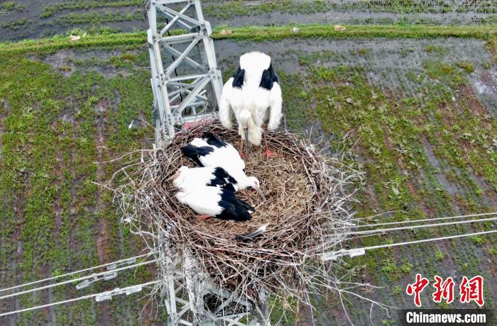 鄱陽湖畔東方白鸛筑巢百米高塔育雛試飛