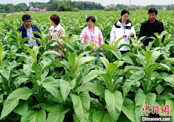 紅土地上振興路：“煙稻輪作”鼓起農(nóng)民“錢(qián)袋子”