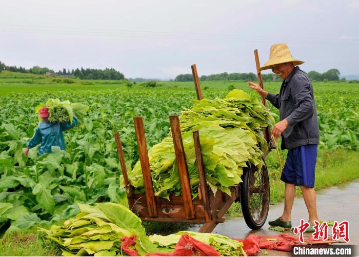 圖為在江西省吉安市安?？h嚴(yán)田鎮(zhèn)山背村，煙農(nóng)正在采收煙葉。　安?？h煙草專(zhuān)賣(mài)局供圖