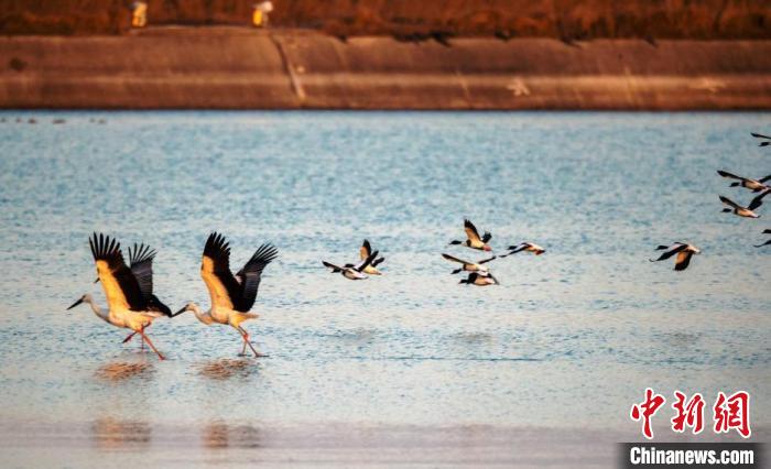 鳥兒在水面上低空飛翔。(資料圖) 孫家錄 攝