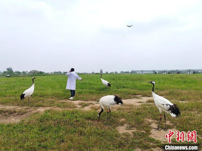 丹頂鶴和飼養(yǎng)員互動?！」热A 攝