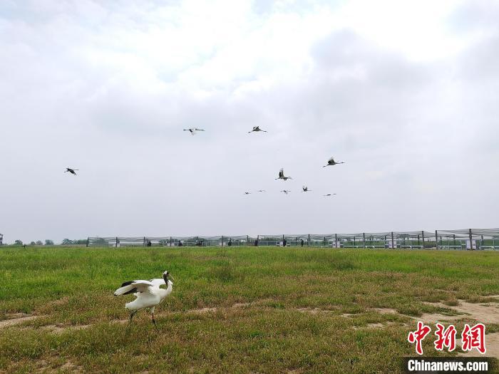 丹頂鶴在天空翱翔。　谷華 攝