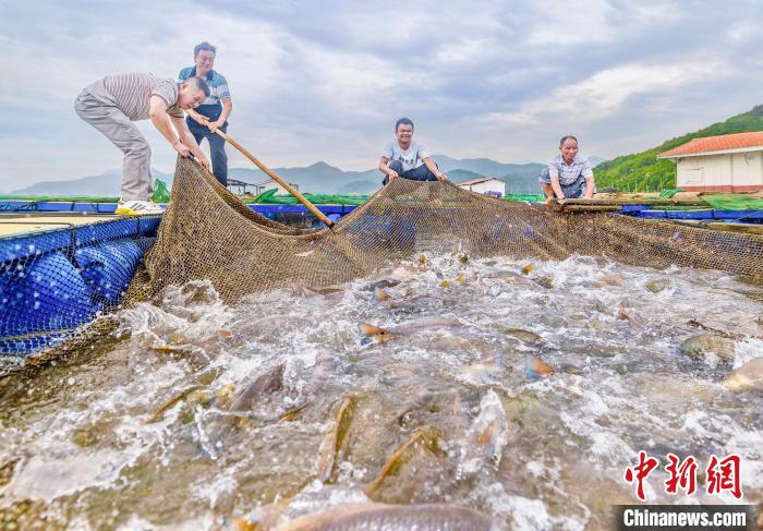 村民在漁排收獲紅鼓魚。(資料圖) 李郁 攝