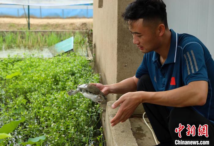 潘軍杰正在查看種鱉的健康狀況?！￡惣覙?攝