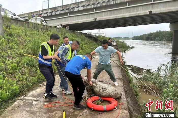 多方力量協力將羊救上岸 嵊州公安 供圖