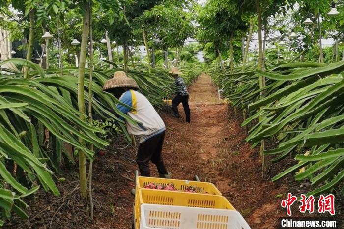 儋州市中和鎮(zhèn)水井嶺水果種植基地的火龍果迎來采摘期?！×栝?攝