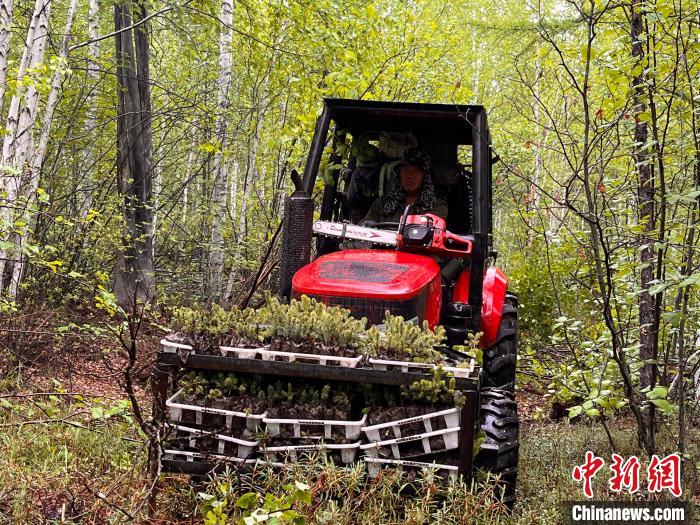 兩代護林人的綠色夢想：植此青松，成此青山