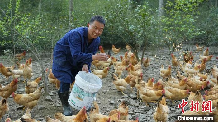 胡銘浩在喂雞 胡銘浩供圖