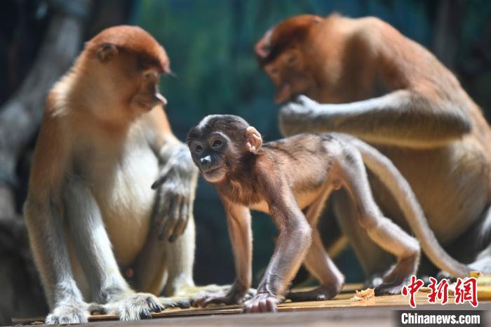 廣州長隆野生動物世界引進瀕危物種長鼻猴7年以來，族群每年都在壯大。　陳驥旻 攝