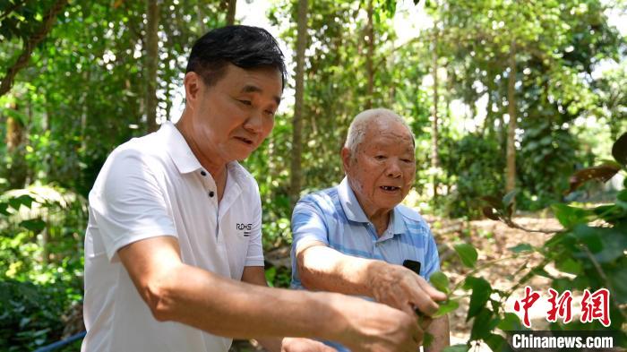 圖為鄭道錦(右)和兒子鄭立平(左)在自家藥園中查看南藥長勢?！￡愑⑶?攝