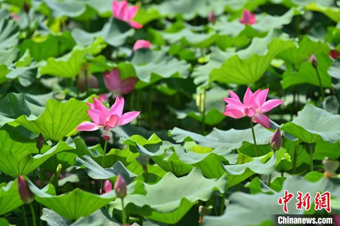 圖為貴港市港南區(qū)東津鎮(zhèn)沖口屯的荷花迎來盛花期?！∮峋?攝