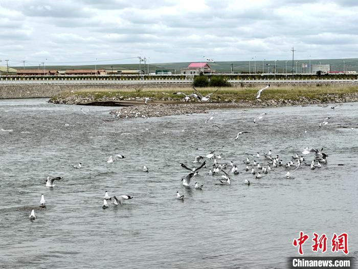 圖為青海湖北岸沙柳河魚(yú)鳥(niǎo)共生?！±铍h 攝