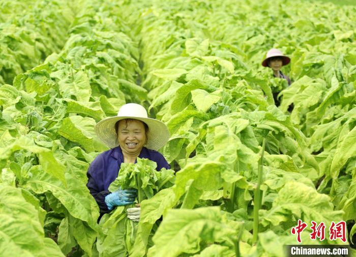 紅土地上振興路：特色產(chǎn)業(yè)帶動(dòng)讓村民在“家門(mén)口”增收致富