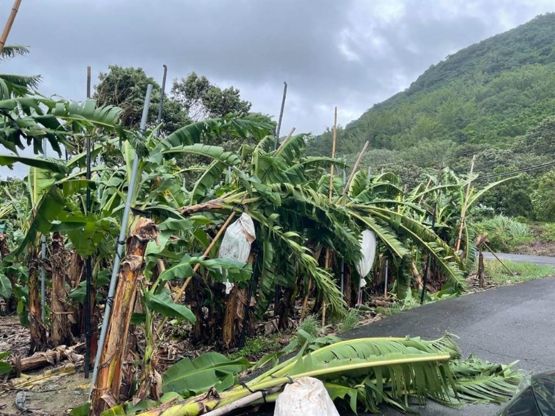 旗山區(qū)柯姓香蕉農指出，這次?？麖婏L暴雨造成香蕉樹傾倒嚴重。（林雅惠攝）