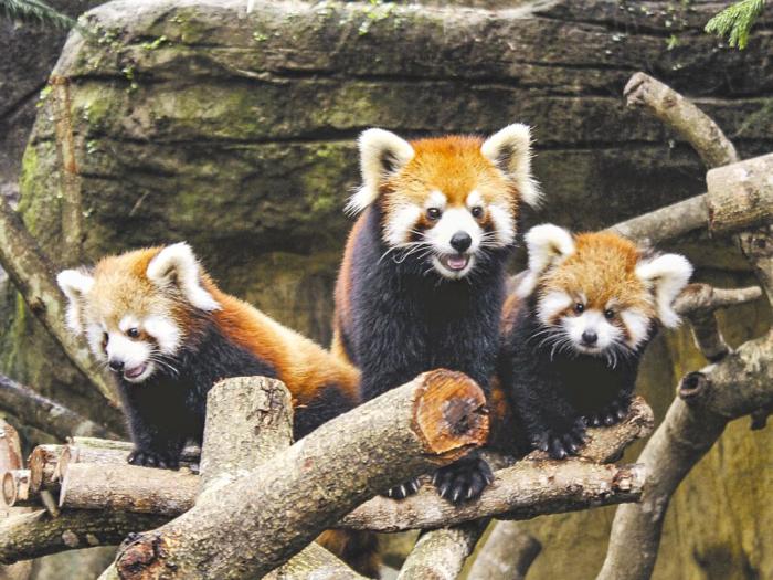 臺北市立動物園小貓熊。圖片來源：臺灣《中國時報》 臺北市立動物園提供